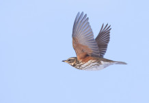 In Lombardia denuncia dei richiami vivi da ripetere ogni anno In Lombardia denuncia dei richiami vivi da ripetere ogni anno - tordo sassello (Turdus iliacus) in volo