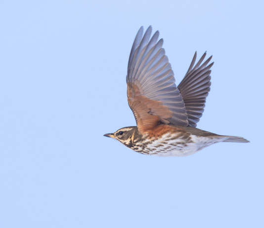 In Lombardia denuncia dei richiami vivi da ripetere ogni anno In Lombardia denuncia dei richiami vivi da ripetere ogni anno - tordo sassello (Turdus iliacus) in volo