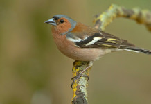 Ispra calcola «piccole quantità» per caccia in deroga a storno e fringuello Ispra calcola «piccole quantità» per caccia in deroga a storno e fringuello