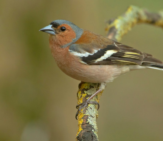 Ispra calcola «piccole quantità» per caccia in deroga a storno e fringuello Ispra calcola «piccole quantità» per caccia in deroga a storno e fringuello