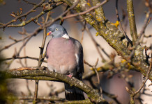 Libera Caccia annuncia ricorso contro il controllo del colombaccio in Emilia Romagna Libera Caccia annuncia ricorso contro il controllo del colombaccio in Emilia Romagna