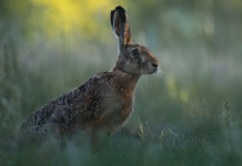 Lunedì in giunta il piano faunistico-venatorio della Toscana Lunedì in giunta il piano faunistico-venatorio della Toscana: lepre