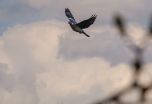 Marco Bruni (Fidc Lombardia) critica l’Ispra Marco Bruni (Fidc Lombardia) critica l’Ispra - colombaccio in volo