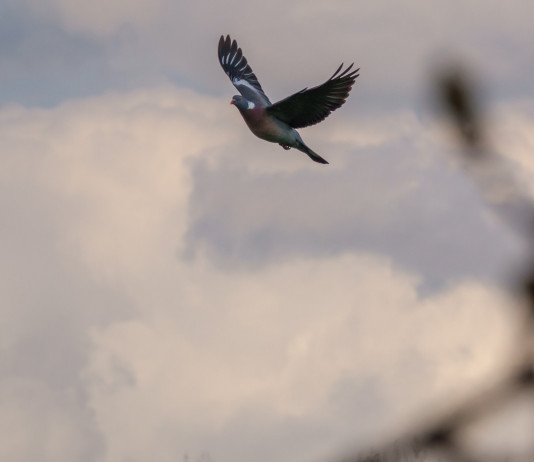 Marco Bruni (Fidc Lombardia) critica l’Ispra Marco Bruni (Fidc Lombardia) critica l’Ispra - colombaccio in volo