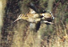 Migrazione e Key Concepts Migrazione e Key Concepts