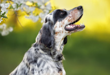 Movimento 5 Stelle chiede commissariamento dei libri genealogici dell’Enci Movimento 5 Stelle chiede commissariamento dei libri genealogici dell’Enci: setter bianco nero arancio