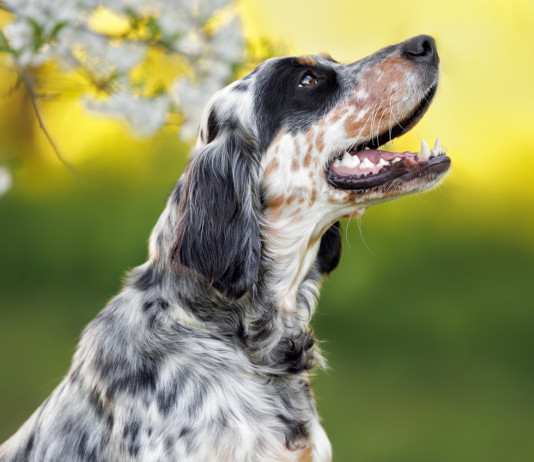 Movimento 5 Stelle chiede commissariamento dei libri genealogici dell’Enci Movimento 5 Stelle chiede commissariamento dei libri genealogici dell’Enci: setter bianco nero arancio