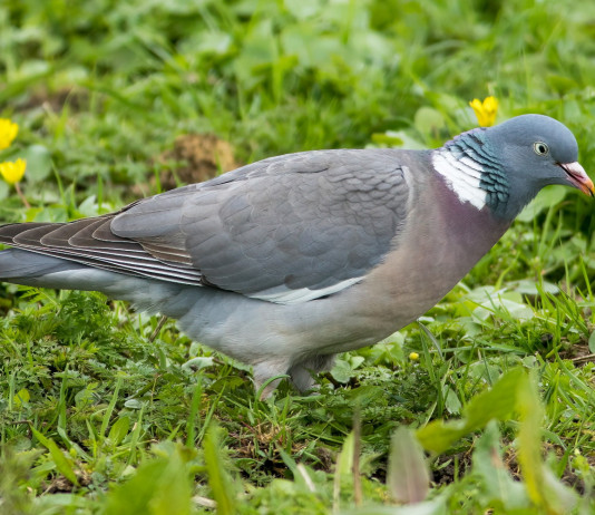 Preapertura e controllo del colombaccio: la Federcaccia prende posizione Preapertura e controllo del colombaccio: la Federcaccia prende posizione
