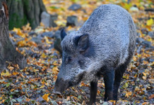 Quanti sono i casi di peste suina africana in Italia? Quanti sono i casi di peste suina africana in Italia? cinghiale nella foresta