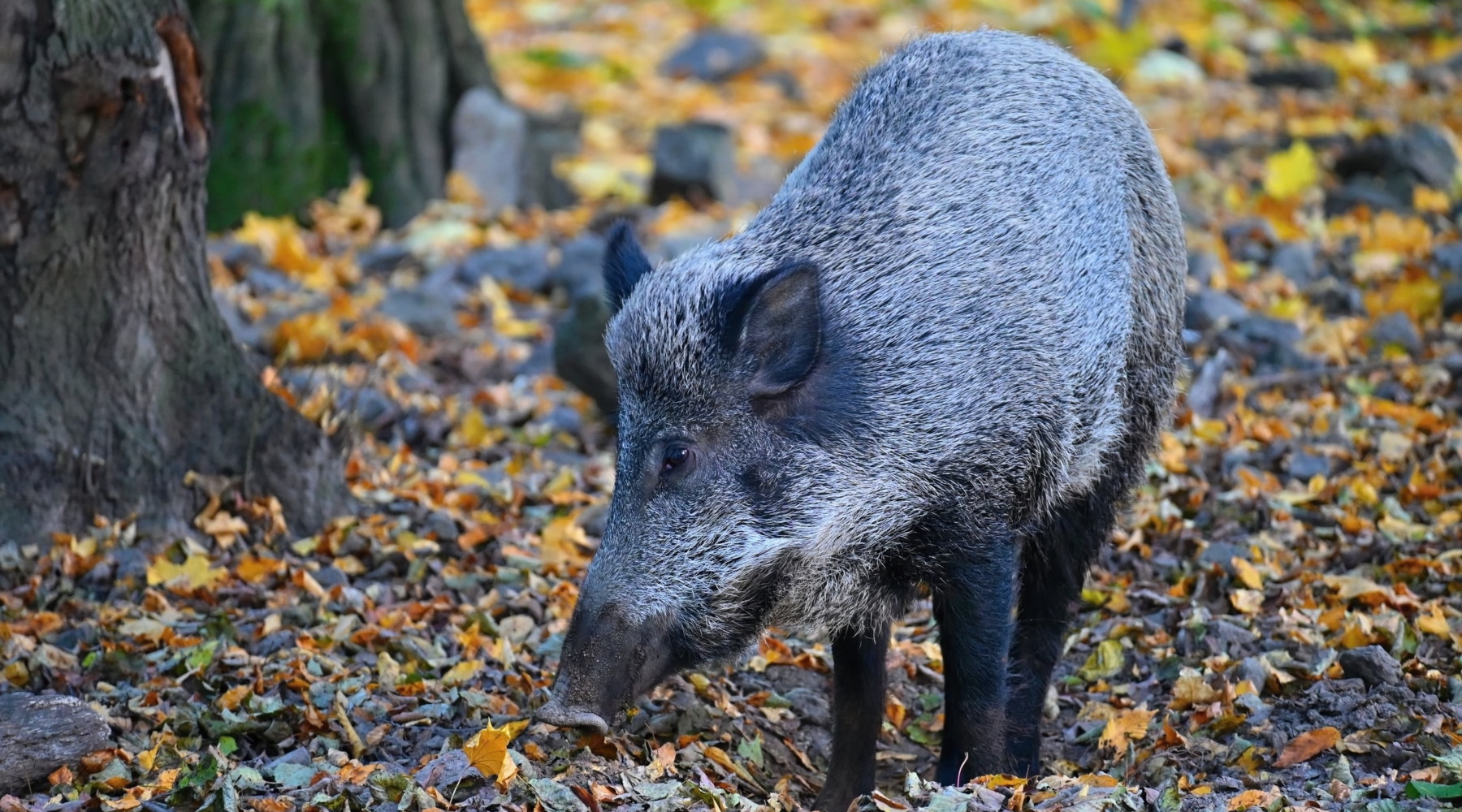 Quanti sono i casi di peste suina africana in Italia? Quanti sono i casi di peste suina africana in Italia? cinghiale nella foresta