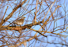 Ricorso animalista contro la delibera sui richiami vivi in Lombardia Ricorso animalista contro la delibera sui richiami vivi in Lombardia: cesena su ramo
