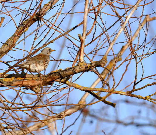 Ricorso animalista contro la delibera sui richiami vivi in Lombardia Ricorso animalista contro la delibera sui richiami vivi in Lombardia: cesena su ramo