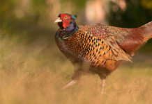 Rinviata l’approvazione del piano faunistico-venatorio della Toscana Rinviata l’approvazione del piano faunistico-venatorio della Toscana: fagiano