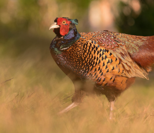 Rinviata l’approvazione del piano faunistico-venatorio della Toscana Rinviata l’approvazione del piano faunistico-venatorio della Toscana: fagiano