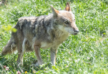 Sarà automatico il declassamento dello stato di protezione del lupo in Italia Sarà automatico il declassamento dello stato di protezione del lupo in Italia © Paolo Gallo / shutterstock