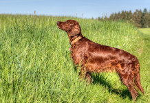 Scontro sull’Enci tra Lollobrigida e il Partito democratico Scontro sull’Enci tra Lollobrigida e il Partito democratico: setter irlandese