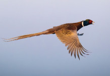 Tar Toscana respinge ricorso degli istituti faunistici privati su regolamenti regionali Tar Toscana respinge ricorso degli istituti faunistici privati su regolamenti d’attuazione della legge: fagiano in volo