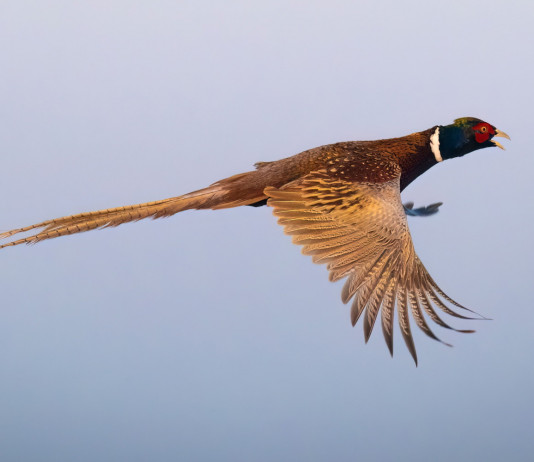 Tar Toscana respinge ricorso degli istituti faunistici privati su regolamenti regionali Tar Toscana respinge ricorso degli istituti faunistici privati su regolamenti d’attuazione della legge: fagiano in volo