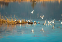 Toscana stanzia 20 milioni per il ripristino degli habitat a rischio degrado Toscana stanzia 20 milioni per il ripristino degli habitat a rischio degrado: massaciuccolo