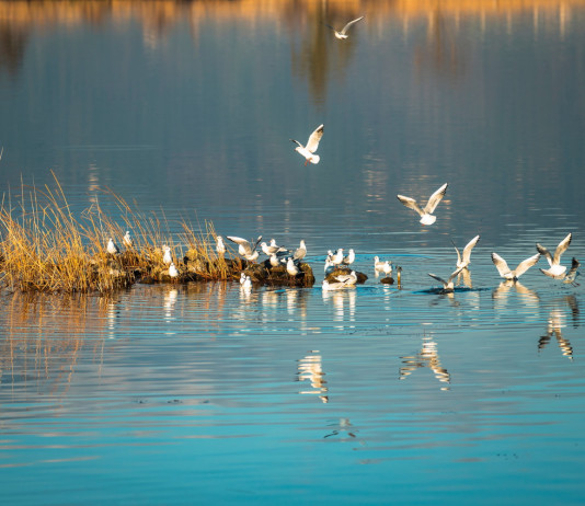 Toscana stanzia 20 milioni per il ripristino degli habitat a rischio degrado Toscana stanzia 20 milioni per il ripristino degli habitat a rischio degrado: massaciuccolo