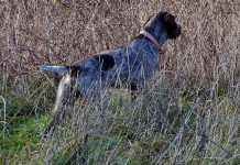 Trofeo Gramignani 2025: tappa finale 15 e 16 marzo nelle Marche Trofeo Gramignani 2025: tappa finale 15 e 16 marzo nelle Marche