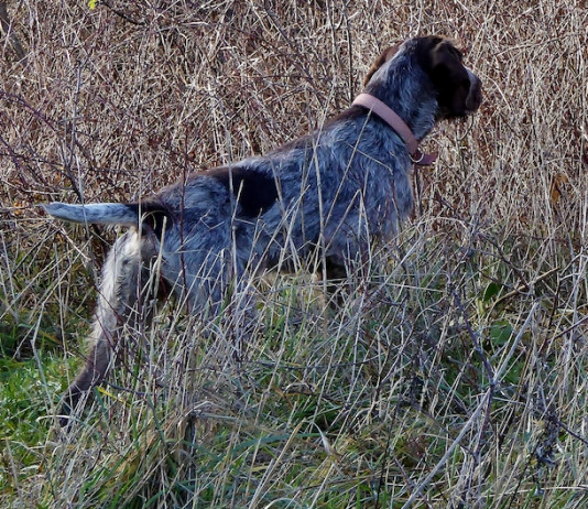 Trofeo Gramignani 2025: tappa finale 15 e 16 marzo nelle Marche Trofeo Gramignani 2025: tappa finale 15 e 16 marzo nelle Marche