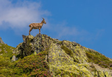 Verdi-Sinistra propone d’introdurre il delitto di bracconaggio Verdi-Sinistra propone d’introdurre il delitto di bracconaggio: stambecco alpino in montagna