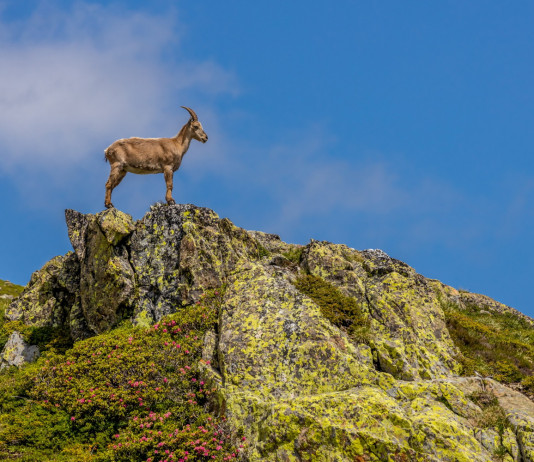 Verdi-Sinistra propone d’introdurre il delitto di bracconaggio Verdi-Sinistra propone d’introdurre il delitto di bracconaggio: stambecco alpino in montagna