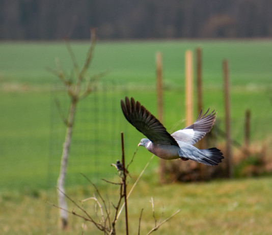 A fine mese l’udienza sul ricorso contro il controllo del colombaccio in Emilia Romagna A fine mese l’udienza sul ricorso contro il controllo del colombaccio in Emilia Romagna: colombaccio in volo