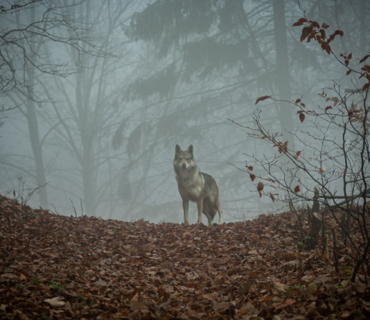 Ambientalisti: no caccia, lupo resta specie protetta Ambientalisti: no caccia, lupo resta specie protetta - lupo nella foresta