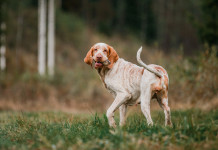 Arcicaccia: «Revisione organica, no a riforme spot della legge sulla caccia» Arcicaccia: «Revisione organica, no a riforme spot della legge sulla caccia»