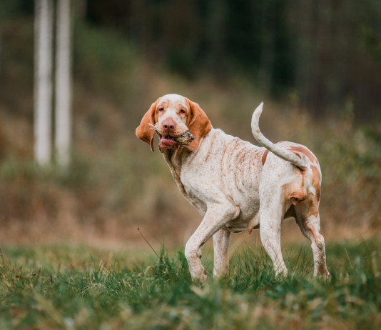 Arcicaccia: «Revisione organica, no a riforme spot della legge sulla caccia» Arcicaccia: «Revisione organica, no a riforme spot della legge sulla caccia»