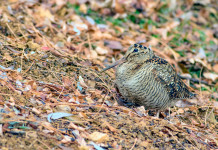 Arcicaccia: il 31 gennaio torni la data di chiusura della caccia Arcicaccia: il 31 gennaio torni la data di chiusura della caccia - beccaccia tra le foglie