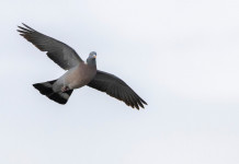 Bruzzone valuta emendamento che impedisca controllo della migratoria durante nidificazione Bruzzone valuta emendamento che impedisca controllo della migratoria durante nidificazione: colombaccio in volo