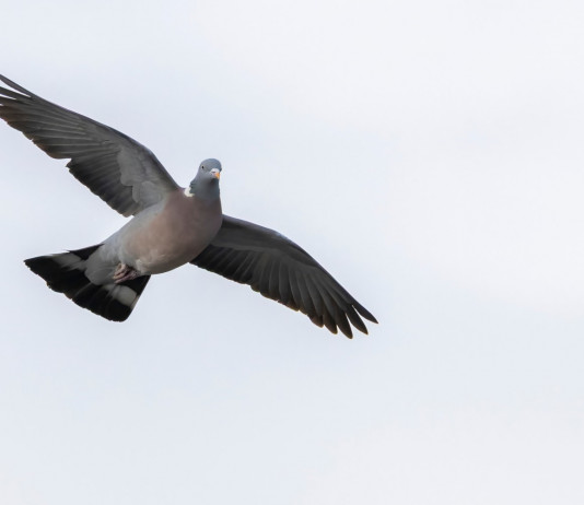 Bruzzone valuta emendamento che impedisca controllo della migratoria durante nidificazione Bruzzone valuta emendamento che impedisca controllo della migratoria durante nidificazione: colombaccio in volo
