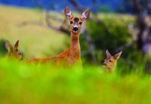 Caccia Magazine maggio 2025 in edicola e nello shop online Caccia Magazine maggio 2025 in edicola e nello shop online: cerva con due piccoli