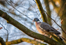 Cardia (Enalcaccia): Emilia Romagna ritiri o modifichi piano di controllo del colombaccio Cardia (Enalcaccia): Emilia Romagna ritiri o modifichi piano di controllo del colombaccio: colombaccio sul ramo di un albero