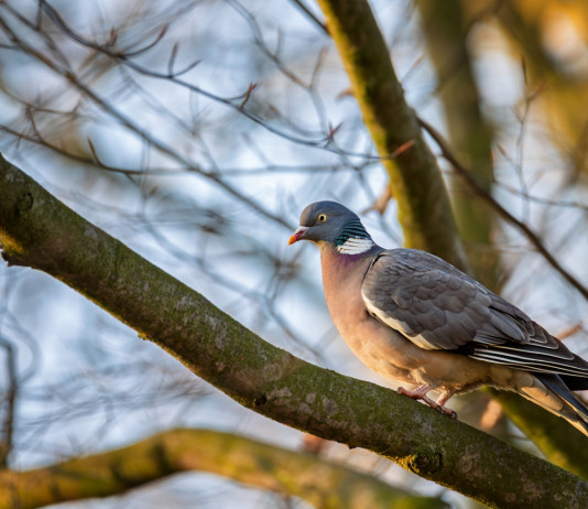 Cardia (Enalcaccia): Emilia Romagna ritiri o modifichi piano di controllo del colombaccio Cardia (Enalcaccia): Emilia Romagna ritiri o modifichi piano di controllo del colombaccio: colombaccio sul ramo di un albero