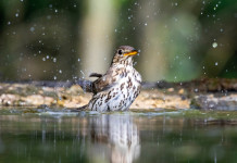 Che cosa dice il report dell’Ispra sulla caccia all’avifauna tra il 2017 e il 2023? Che cosa dice il report dell’Ispra sulla caccia all’avifauna tra il 2017 e il 2023?