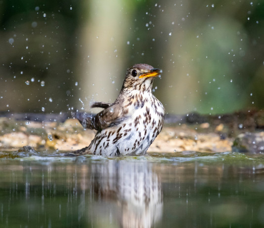 Che cosa dice il report dell’Ispra sulla caccia all’avifauna tra il 2017 e il 2023? Che cosa dice il report dell’Ispra sulla caccia all’avifauna tra il 2017 e il 2023?