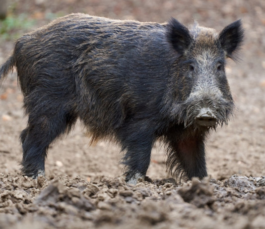 Cia Agricoltori chiede tre modifiche della legge sulla caccia Cia Agricoltori chiede tre modifiche della legge sulla caccia: cinghiale