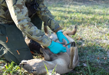 Come eviscerare un capriolo sul campo: il video della Caccia Magazine Academy Come eviscerare un capriolo sul campo il video della Caccia Magazine Academy