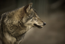 Commissione Politiche europee approva documento su stato di protezione del lupo Commissione Politiche Ue approva proposta su stato di protezione del lupo