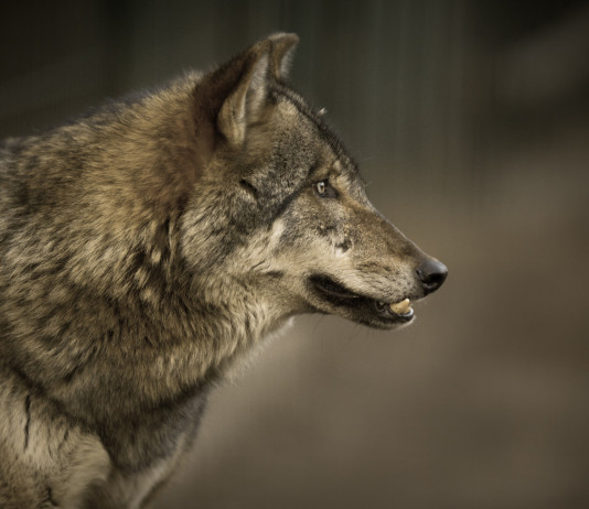 Commissione Politiche europee approva documento su stato di protezione del lupo Commissione Politiche Ue approva proposta su stato di protezione del lupo