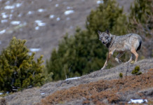 Declassamento del lupo, Partito democratico risponde a critiche su voto in commissione Declassamento del lupo, Partito democratico risponde a critiche su voto in commissione