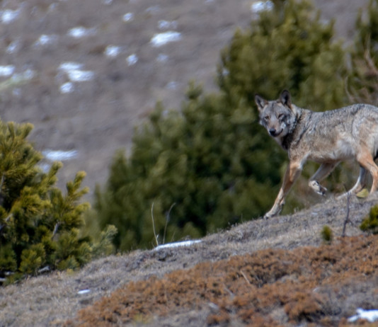 Declassamento del lupo, Partito democratico risponde a critiche su voto in commissione Declassamento del lupo, Partito democratico risponde a critiche su voto in commissione