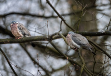 Due novità nel calendario venatorio dell’Emilia Romagna Due novità nel calendario venatorio dell’Emilia Romagna