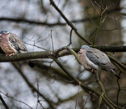 Due novità nel calendario venatorio dell’Emilia Romagna Due novità nel calendario venatorio dell’Emilia Romagna