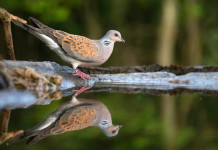 Europa toglie restrizioni alla caccia alla tortora Europa toglie restrizioni alla caccia alla tortora: tortora si specchia in acqua
