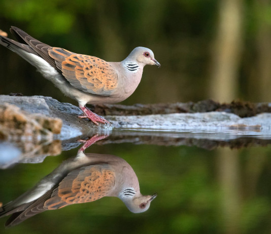 Europa toglie restrizioni alla caccia alla tortora Europa toglie restrizioni alla caccia alla tortora: tortora si specchia in acqua